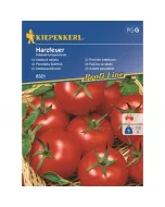 Kiepenkerl - salátaparadicsom harzfeuer (vetőmag, solanum lycopersicum)