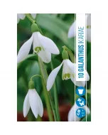 Hóvirág (galanthus ikariae) – bájos, korai tavaszi virág finom, hófehér szirmok zöldes mintázattal a tél végétől hirdeti a tav