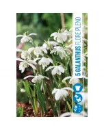 Hóvirág (galanthus nivalis flore pleno) – teltvirágú különlegesség hófehér, dús, szirmokkal teli virágzat a tél végén, kor