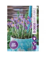 Krókusz (crocus botanical barrs purple) – látványos tavaszi virág erőteljes lila virágok sötétebb erezettel korai, évelő hagy