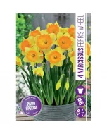 Nárcisz (narcissus ferris wheel) – tavasz hírnöke, elegáns megjelenéssel illatos, tavasszal nyíló hagymás növény Élénk sár