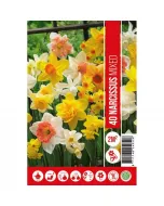Nárcisz (narcissus mixed) – tavasz hírnöke, elegáns megjelenéssel illatos, tavasszal nyíló hagymás növény Élénk sárga vagy