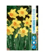 Nárcisz (narcissus red devon) – tavasz hírnöke, elegáns megjelenéssel illatos, tavasszal nyíló hagymás növény Élénk sárga 