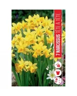 Nárcisz (narcissus tete a tete) – tavasz hírnöke, elegáns megjelenéssel illatos, tavasszal nyíló hagymás növény Élénk sárga