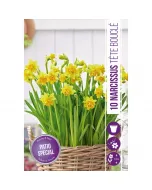 Nárcisz (narcissus tete boucle) – tavasz hírnöke, elegáns megjelenéssel illatos, tavasszal nyíló hagymás növény Élénk sárg