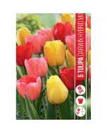 Tulipán (tulipa darwin mixed) – színes darwin-hibrid válogatás Élénk, változatos színekben pompázik nagy, mutatós virágok tav