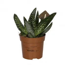 Aloe - 10,5cm cserpben (nvny, Aloe Jurassic Dino)