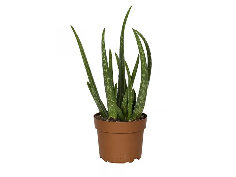 Aloe vera - 12cm cserpben (nvny, Aloe vera)
