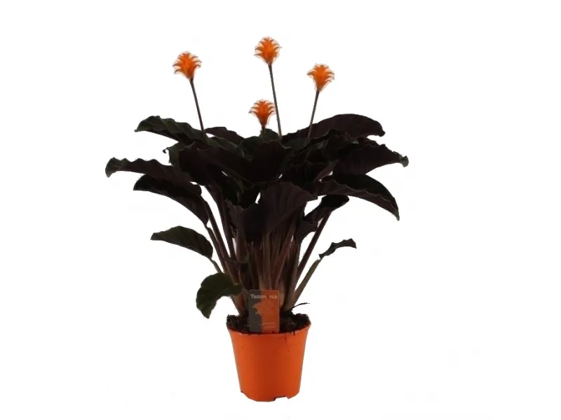 dracena fragrans golden coast Gold Coast Staggered Dracaena - 8" Pot