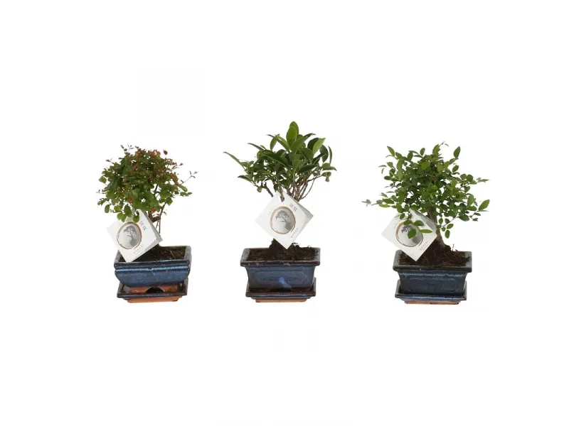 juniperus media mint julep bonsai Juniperus pfitzeriana (x) 'Mint Julep' Bonsai NPn5 main image 0