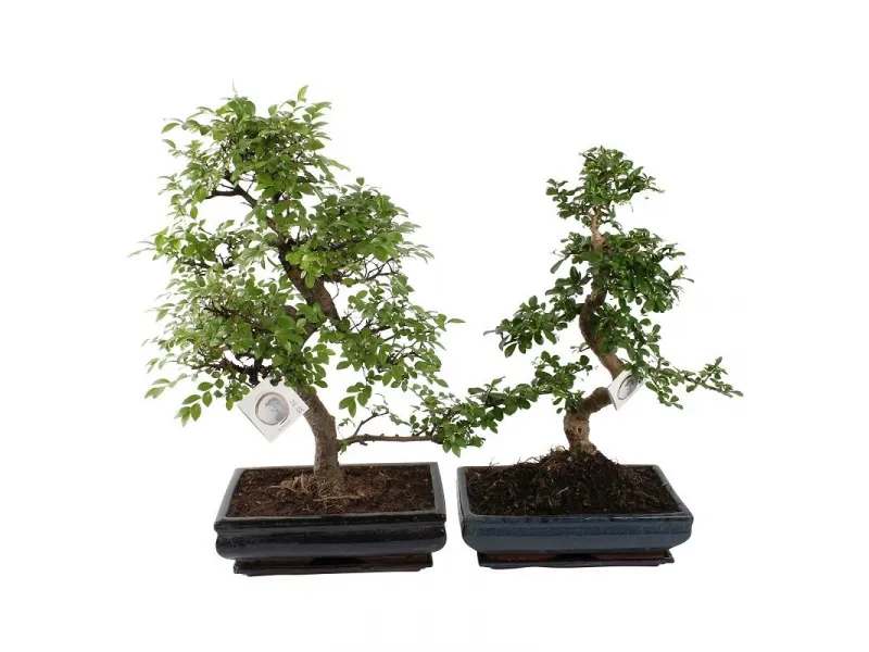 organischer bonsai dünger Bonsaidünger - Mineralischer NPK Flüssigdünger mit Stickstoff main image 1