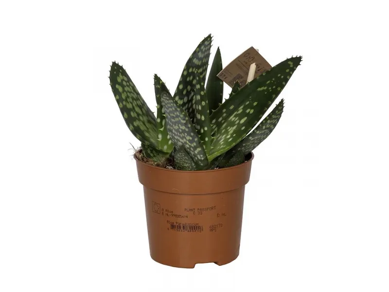 aloe humilis x erinacea Aloe humilis 'Hedgehog Aloe' main image 1