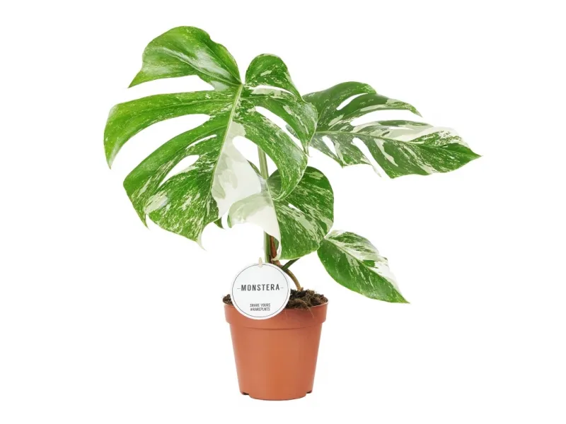 philodendron splash gordon Philodendron bipennifolium 'Splash Gordon' main image 0