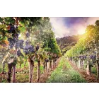 CUCINE VINEYARD - konyhai üveg hátfal 60x40cm 6 mm esg edzett biztonsági üveg tűzhelyekhez és mosogatókhoz magas színtartósság könnyen tisztítható, higiénikus felület méret