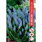 Fürtös gyöngyike (muscari armeniacum) – bájos kék tavaszi hagymás Élénk kék, fürtös virágok tavasszal alacsony termetű, szeg�