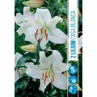 Liliom (lilium casa blanca) – elegáns, fehér illatos virágok nagy, hófehér szirmok sárgás porzóval erőteljes, felfelé és kiss