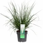 Ezüstös pampafű (cortaderia selloana evita) – látványos díszfű karakteres megjelenéssel dekoratív, nagy termetű díszfű ezüs