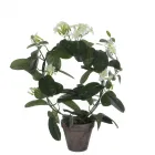 Fehér stephanotis selyemvirág a mica decorations márkától otthoni dekorációhozÉlethű művirág gondozás nélkül is hosszú távon