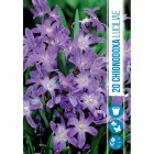Fehérszemű hófény (chionodoxa luciliae) – bájos, korai tavaszi virág Égszínkék szirmok fehér középpel korán virágzik, a hó 