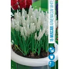 Fürtös gyöngyike (muscari armeniacum white) – különleges fehér tavaszi hagymás alacsony növekedés, szegélyekhez és ágyásokb