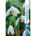 Hóvirág (galanthus ikariae) – bájos, korai tavaszi virág finom, hófehér szirmok zöldes mintázattal a tél végétől hirdeti a tav
