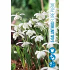 Hóvirág (galanthus nivalis flore pleno) – teltvirágú különlegesség hófehér, dús, szirmokkal teli virágzat a tél végén, kor