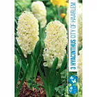 Jácint (hyacinthus city of haarlem) – illatos tavaszi hagymás virág erős illatú, színes virágzat tavasszal könnyen nevelhető, n