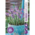 Krókusz (crocus botanical barrs purple) – látványos tavaszi virág erőteljes lila virágok sötétebb erezettel korai, évelő hagy