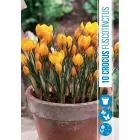 Krókusz (crocus botanical fuscotinctus) – korai tavaszi hagymás növény Élénksárga szirmok barna csíkozással könnyen nevelhető