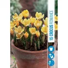 Krókusz (crocus botanical romance) – napsárga tavaszi virághagyma Élénk sárga szirmok, korai virágzás: tél végén–kora tavas