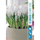 Krókusz (crocus vernus jeanne darc) – hófehér tavaszi virághagyma tiszta fehér, nagyméretű virágokkal sárga porzó, kontraszto