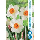 Nárcisz virághagyma, Narcissus Barrett Browning (5db/csomag) Nárcisz (narcissus barrett browning) – tavasz hírnöke, elegáns megjelenéssel illatos, tavasszal nyíló hagymás növény Élénk