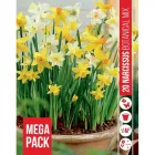 Nárcisz virághagyma, Narcissus Botanical Mixed (20db/csomag) Nárcisz (narcissus botanical mixed) – tavasz hírnöke, elegáns megjelenéssel illatos, tavasszal nyíló hagymás növény Élénk s