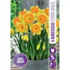 Nárcisz (narcissus ferris wheel) – tavasz hírnöke, elegáns megjelenéssel illatos, tavasszal nyíló hagymás növény Élénk sár