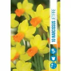 Nárcisz (narcissus jetfire) – tavasz hírnöke, elegáns megjelenéssel illatos, tavasszal nyíló hagymás növény Élénk sárga va