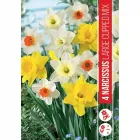Nárcisz (narcissus large crowned mixed) – tavasz hírnöke, elegáns megjelenéssel illatos, tavasszal nyíló hagymás növény Élé