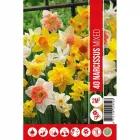Nárcisz (narcissus mixed) – tavasz hírnöke, elegáns megjelenéssel illatos, tavasszal nyíló hagymás növény Élénk sárga vagy