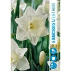 Nárcisz (narcissus mount hood) – tavasz hírnöke, elegáns megjelenéssel illatos, tavasszal nyíló hagymás növény Élénk sárga