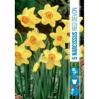 Nárcisz (narcissus red devon) – tavasz hírnöke, elegáns megjelenéssel illatos, tavasszal nyíló hagymás növény Élénk sárga 