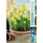 Nárcisz (narcissus species mix) – tavasz hírnöke, elegáns megjelenéssel illatos, tavasszal nyíló hagymás növény Élénk sár