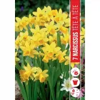 Nárcisz (narcissus tete a tete) – tavasz hírnöke, elegáns megjelenéssel illatos, tavasszal nyíló hagymás növény Élénk sárga