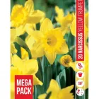 Nárcisz (narcissus yellow trumpet) – tavasz hírnöke, elegáns megjelenéssel illatos, tavasszal nyíló hagymás növény Élénk s�