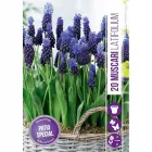 Széleslevelű gyöngyike (muscari latifolium) – kétszínű, különleges hagymás növény látványos, sötétkék és világoskék ár