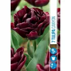 Tulipán (tulipa canyon) – elegáns tavaszi hagymás virág mélybordó, gazdag színárnyalat erős szárú, kompakt növekedés Ápril
