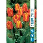 Tulipán virághagyma, Tulipa Cape Cod (7db/csomag) Tulipán (tulipa cape cod) – különleges színváltó fajta narancsos-piros virágok sárgás árnyalatokkal alacsonyabb termetű, komp