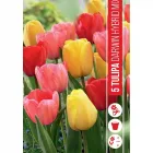 Tulipán (tulipa darwin mixed) – színes darwin-hibrid válogatás Élénk, változatos színekben pompázik nagy, mutatós virágok tav