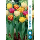 Tulipán (tulipa double early mix) – telt virágú tavaszi hagymás gazdag, telt virágzat több színben korai virágzás tavasszal dek