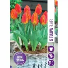 Tulipán (tulipa flair) – élénk tavaszi színfolt tűzpiros szirmok sárga szegéllyel kompakt, közepes méretű virág, mely ágyás