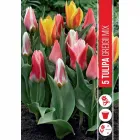 Tulipán (tulipa greigii mixed) – alacsony növésű tavaszi hagymás változatos, élénk színekben nyílik dekoratív, mintás levele