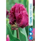 Tulipán (tulipa parrot prince) – elegáns, különleges papagáj tulipán hullámos szirmok, egyedi megjelenéssel gazdag bíborlila sz